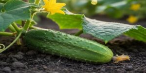 تایبەتمەندی خەیار | سوود و کاریگەرییەکانی لەسەر تەندروستی جەستە