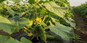 له سوودە تەندروستییەکانی خەیار، کاریگەری لەسەر شەکری خوێن