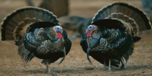 په ندی پیشینیان، قه‌ل به‌ قه‌ل ئه لێ روو ڕه‌ش