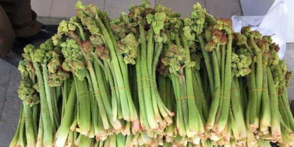 ڕێواس | دەرمانخانەیەکی سروشتی