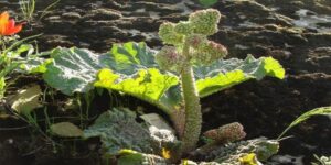 ڕێواس و دابەزاندنی کێش