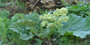 پێکهاتە و توخمەکانی ناو ڕێواس