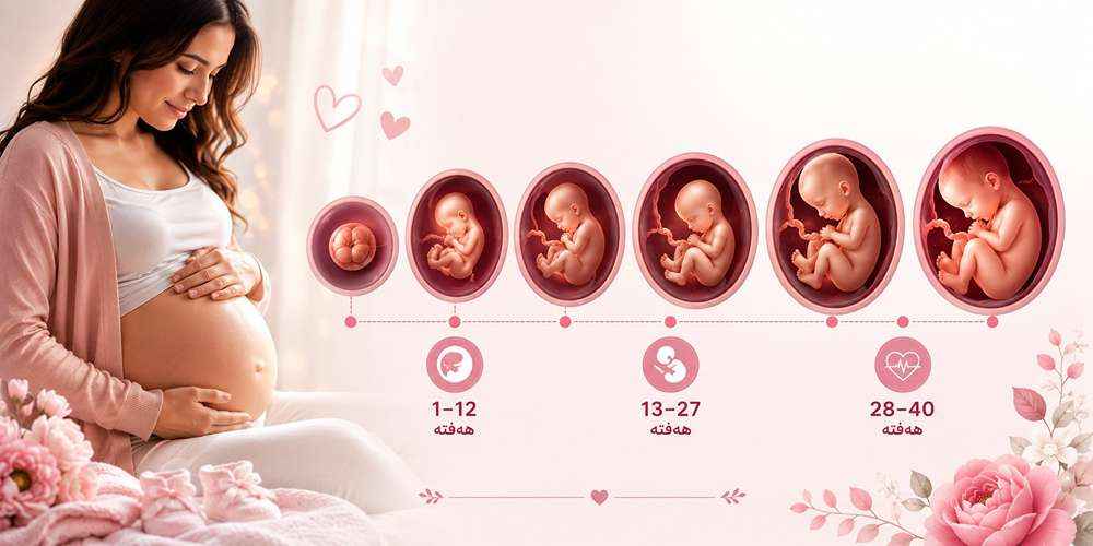 هەفتە بە هەفتەی دووگیانی | ڕێنماییی تەواو بۆ گەشەکردنی کۆرپەلە و گۆڕانکارییەکانی جەستەی دایک